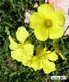 Oxalis pes-caprae (Bermuda buttercup) - CLICK TO ENLARGE PHOTO