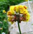 Oxalis pes-caprae (Bermuda buttercup) - CLICK TO ENLARGE PHOTO