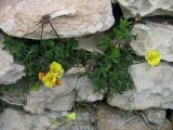 Oxalis pes-caprae (Bermuda buttercup) - CLICK TO ENLARGE PHOTO