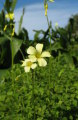 Oxalis pes-caprae (Bermuda buttercup) - CLICK TO ENLARGE PHOTO