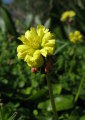 Oxalis pes-caprae (Bermuda buttercup) - CLICK TO ENLARGE PHOTO