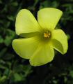 Oxalis pes-caprae (Bermuda buttercup) - CLICK TO ENLARGE PHOTO