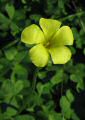 Oxalis pes-caprae (Bermuda buttercup) - CLICK TO ENLARGE PHOTO