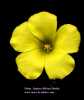 Oxalis pes-caprae (Bermuda buttercup) - CLICK TO ENLARGE PHOTO