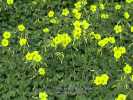 Oxalis pes-caprae (Bermuda buttercup) - CLICK TO ENLARGE PHOTO