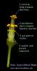 Oxalis pes-caprae (Bermuda buttercup) - CLICK TO ENLARGE PHOTO