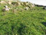 Oxalis pes-caprae (Bermuda buttercup) - CLICK TO ENLARGE PHOTO