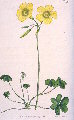 Oxalis pes-caprae (Bermuda buttercup) - CLICK TO ENLARGE PHOTO