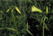 Oxalis pes-caprae (Bermuda buttercup) - CLICK TO ENLARGE PHOTO