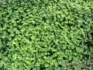Oxalis pes-caprae (Bermuda buttercup) - CLICK TO ENLARGE PHOTO