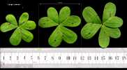 Oxalis pes-caprae (Bermuda buttercup) - CLICK TO ENLARGE PHOTO