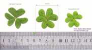 Oxalis pes-caprae (Bermuda buttercup) - CLICK TO ENLARGE PHOTO