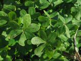 Oxalis pes-caprae (Bermuda buttercup) - CLICK TO ENLARGE PHOTO