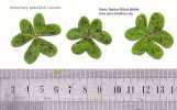 Oxalis pes-caprae (Bermuda buttercup) - CLICK TO ENLARGE PHOTO