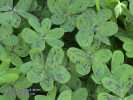 Oxalis pes-caprae (Bermuda buttercup) - CLICK TO ENLARGE PHOTO