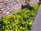 Oxalis pes-caprae (Bermuda buttercup) - CLICK TO ENLARGE PHOTO