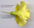 Oxalis pes-caprae (Bermuda buttercup) - CLICK TO ENLARGE PHOTO
