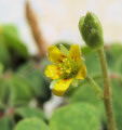 Oxalis stricta (Yellow wood sorrel) - CLICK TO ENLARGE PHOTO