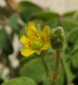 Oxalis stricta (Yellow wood sorrel) - CLICK TO ENLARGE PHOTO