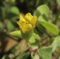 Oxalis stricta (Yellow wood sorrel) - CLICK TO ENLARGE PHOTO