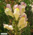 Antirrhinum siculum (Sicilian snapdragon) - CLICK TO ENLARGE PHOTO