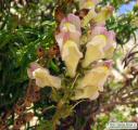 Antirrhinum siculum (Sicilian snapdragon) - CLICK TO ENLARGE PHOTO