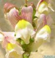 Antirrhinum siculum (Sicilian snapdragon) - CLICK TO ENLARGE PHOTO