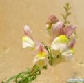Antirrhinum siculum (Sicilian snapdragon) - CLICK TO ENLARGE PHOTO