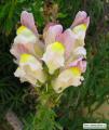 Antirrhinum siculum (Sicilian snapdragon) - CLICK TO ENLARGE PHOTO
