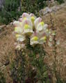 Antirrhinum siculum (Sicilian snapdragon) - CLICK TO ENLARGE PHOTO