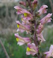 Antirrhinum siculum (Sicilian snapdragon) - CLICK TO ENLARGE PHOTO