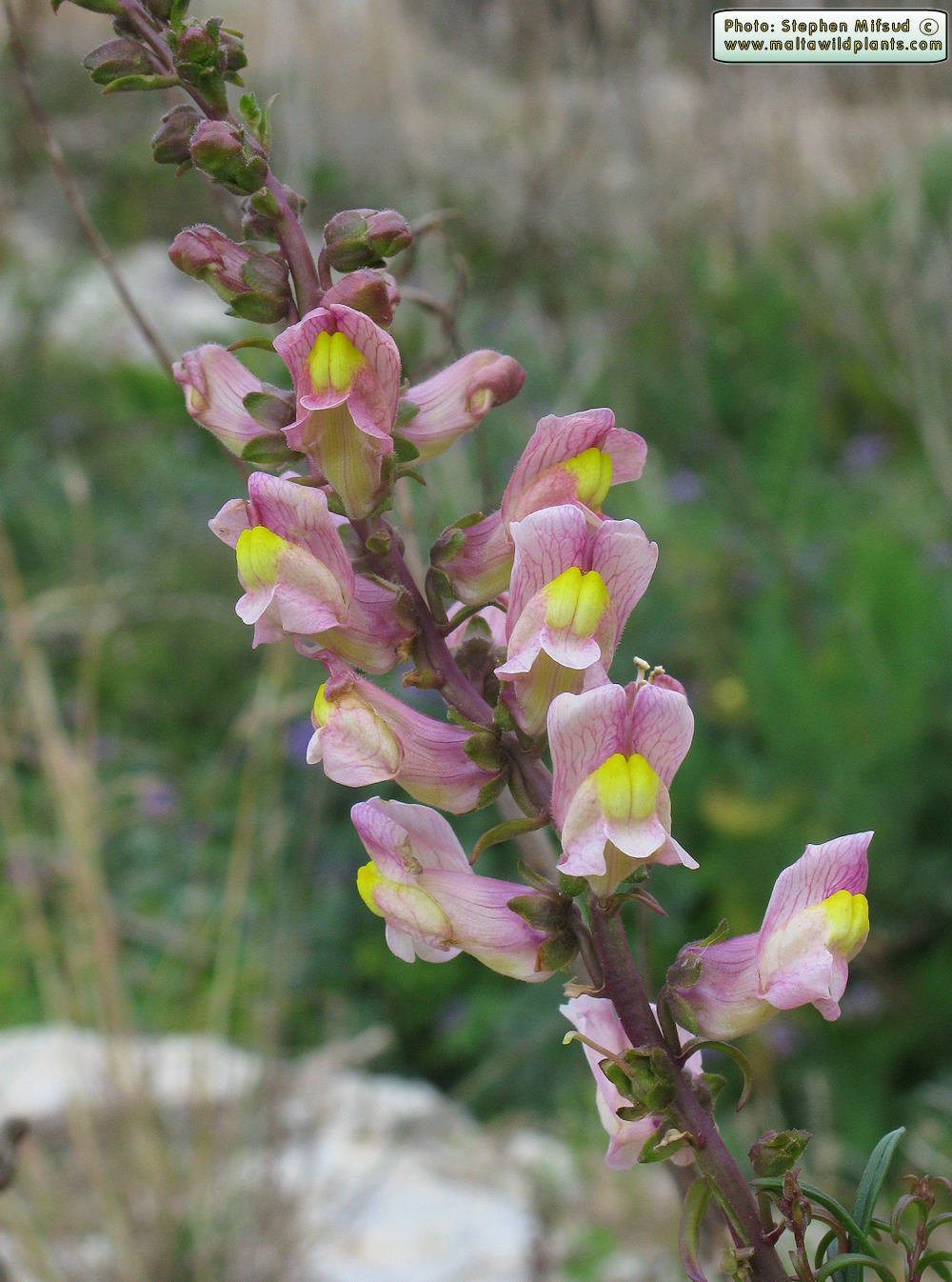 Antirrhinum siculum (Sicilian snapdragon) - CLICK TO ENLARGE PHOTO