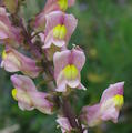 Antirrhinum siculum (Sicilian snapdragon) - CLICK TO ENLARGE PHOTO