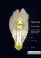 Antirrhinum siculum (Sicilian snapdragon) - CLICK TO ENLARGE PHOTO
