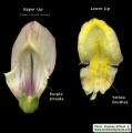 Antirrhinum siculum (Sicilian snapdragon) - CLICK TO ENLARGE PHOTO