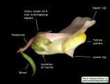 Antirrhinum siculum (Sicilian snapdragon) - CLICK TO ENLARGE PHOTO