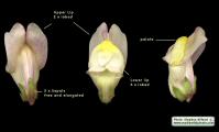 Antirrhinum siculum (Sicilian snapdragon) - CLICK TO ENLARGE PHOTO