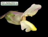 Antirrhinum siculum (Sicilian snapdragon) - CLICK TO ENLARGE PHOTO