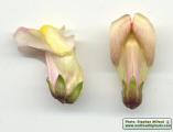 Antirrhinum siculum (Sicilian snapdragon) - CLICK TO ENLARGE PHOTO