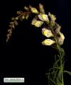 Antirrhinum siculum (Sicilian snapdragon) - CLICK TO ENLARGE PHOTO
