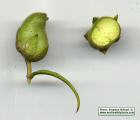 Antirrhinum siculum (Sicilian snapdragon) - CLICK TO ENLARGE PHOTO