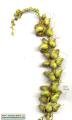 Antirrhinum siculum (Sicilian snapdragon) - CLICK TO ENLARGE PHOTO