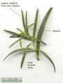 Antirrhinum siculum (Sicilian snapdragon) - CLICK TO ENLARGE PHOTO