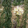 Antirrhinum siculum (Sicilian snapdragon) - CLICK TO ENLARGE PHOTO