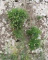 Antirrhinum siculum (Sicilian snapdragon) - CLICK TO ENLARGE PHOTO