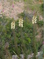Antirrhinum siculum (Sicilian snapdragon) - CLICK TO ENLARGE PHOTO