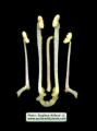 Antirrhinum siculum (Sicilian snapdragon) - CLICK TO ENLARGE PHOTO