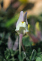 Linaria pseudolaxiflora (Maltese toadflax) - CLICK TO ENLARGE PHOTO