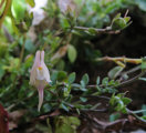 Linaria pseudolaxiflora (Maltese toadflax) - CLICK TO ENLARGE PHOTO