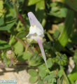 Linaria pseudolaxiflora (Maltese toadflax) - CLICK TO ENLARGE PHOTO